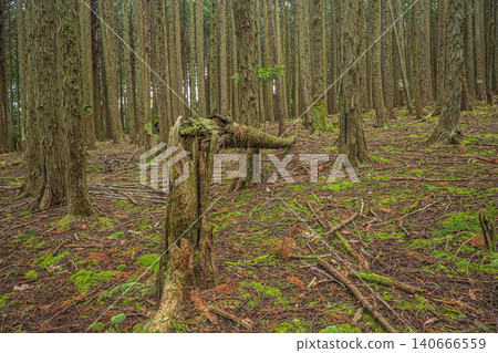 Coniferous forest in Hachiyado, Otsu City, Shiga Prefecture Coniferous forest in Hachiyado, Otsu City, Shiga Prefecture 140666559