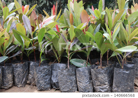 Ardisia elliptica, shoebutton ardisia, duck eye, coralberry flower plant Ardisia elliptica, shoebutton ardisia, duck eye, coralberry flower plant 140666568