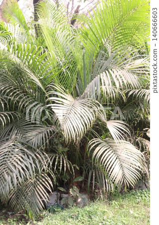 areca palm plant on farm 140666603