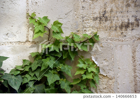Closeup of ivy leaves climbing on old wall of house Closeup of ivy leaves climbing on old wall of house 140666653