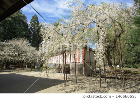 伊佐澄神社的神樹:薄櫻和垂枝櫻,福島縣 伊佐澄神社的神樹:薄櫻和垂枝櫻,福島縣 140666655