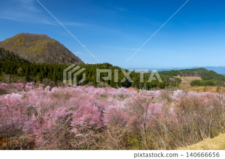 福島縣山郡北鹽原村押尾，櫻花峠盛開的大山櫻，覆蓋了裡磐梯峠的整個斜坡，背景是高聳的山峰 140666656