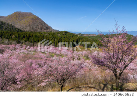 福島縣山郡北鹽原村押尾，櫻花峠盛開的大山櫻，覆蓋了裡磐梯峠的整個斜坡，背景是高聳的山峰 140666658