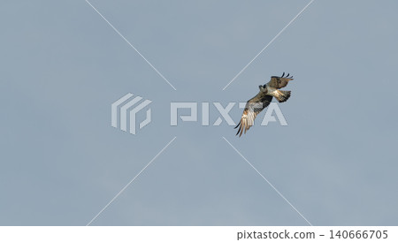 Flying Flying Osprey 140666705
