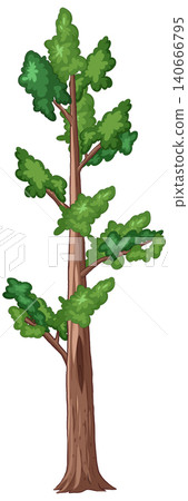 Tall Evergreen Pine Tree Vector Illustration Isolated on White Background 140666795