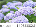 Hydrangeas in full bloom during the rainy season 140666828