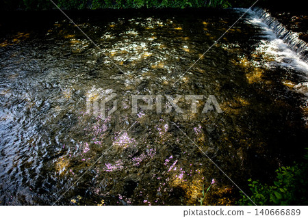 A small waterfall and sunlight filtering through the trees on the Takase River in Kyoto. A small waterfall and sunlight filtering through the trees on the Takase River in Kyoto. 140666889