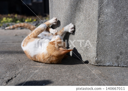 A cute stray cat lying down and playing: a tabby and white cat. A cute stray cat lying down and playing: a tabby and white cat. 140667011