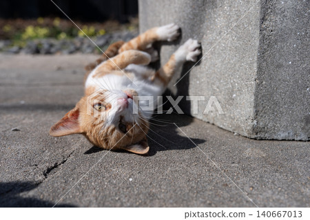 A cute stray cat lying down and playing: a tabby and white cat. A cute stray cat lying down and playing: a tabby and white cat. 140667013