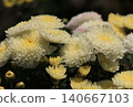 重瓣小菊花 140667103
