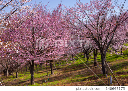Oshio, Kitashiobara Village, Yama District, Fukushima Prefecture, Oyamazakura trees in full bloom cover the entire slope of the mountain pass in Urabandai. Oshio, Kitashiobara Village, Yama District, Fukushima Prefecture, Oyamazakura trees in full bloom cover the entire slope of the mountain pass in Urabandai. 140667175