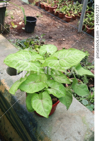 Arrowhead plants on farm for sell Arrowhead plants on farm for sell 140667237