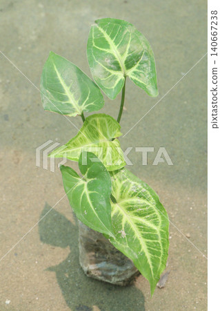 Arrowhead plants on farm for sell Arrowhead plants on farm for sell 140667238