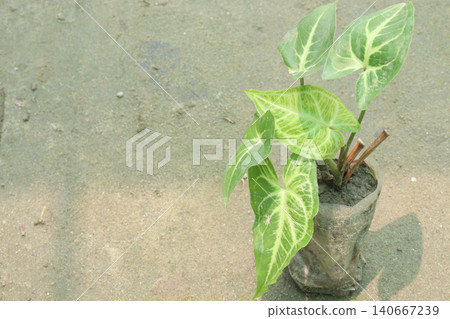 Arrowhead plants on farm for sell Arrowhead plants on farm for sell 140667239