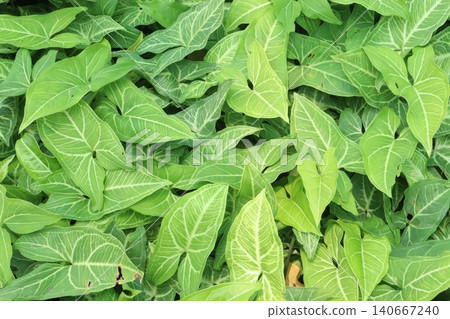 Arrowhead plants on farm for sell 140667240