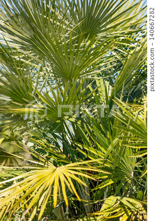 Green tropical palm leaves illuminated by warm sunlight on a blue sky background. Green tropical palm leaves illuminated by warm sunlight on a blue sky background. 140667282