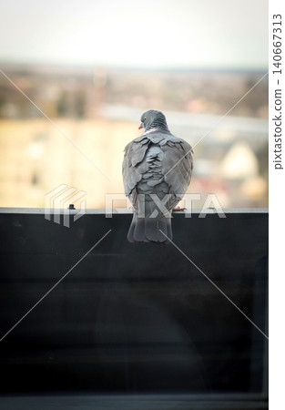 Pigeon close up sitting on roof railing looking at city. Vertical back view of common wood pigeon or dove on urban blurred background, wildlife in city, freedom and loneliness concept Pigeon close up sitting on roof railing looking at city. Vertical back view of common wood pigeon or dove on urban blurred background, wildlife in city, freedom and loneliness concept 140667313