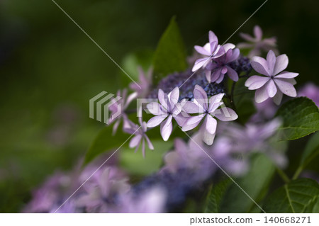 Hydrangea flowers standing quietly Hydrangea flowers standing quietly 140668271