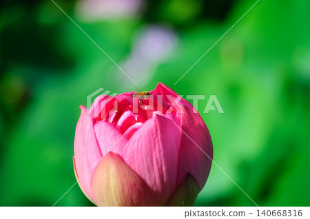 夏天,一隻蜜蜂停在蓮花上。 夏天,一隻蜜蜂停在蓮花上。 140668316