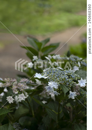 Hydrangea flowers standing quietly Hydrangea flowers standing quietly 140668360