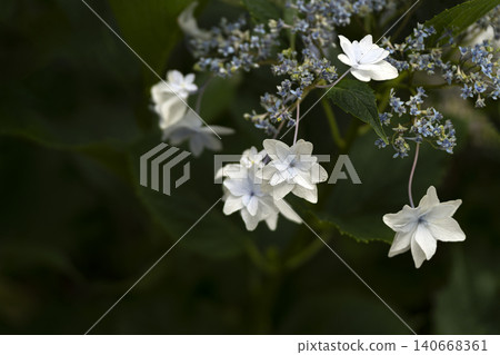 Hydrangea flowers standing quietly Hydrangea flowers standing quietly 140668361