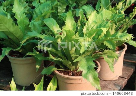 Asplenium nidus and Bird nest fern leaf plant on pot in farm 140668448