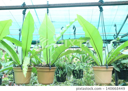 Asplenium nidus and Bird nest fern leaf plant on pot in farm Asplenium nidus and Bird nest fern leaf plant on pot in farm 140668449