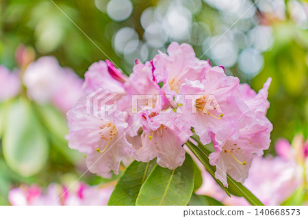 [Kanagawa Prefecture] Hakone Mountain Hotel: Rhododendrons collected by Baron Koyata Iwasaki 140668573