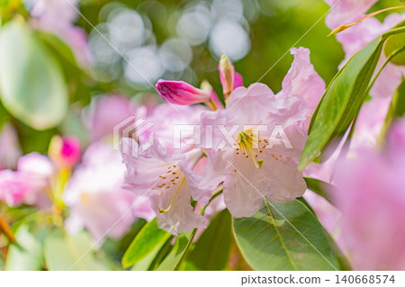 [Kanagawa Prefecture] Hakone Mountain Hotel: Rhododendrons collected by Baron Koyata Iwasaki 140668574