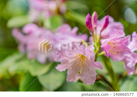 [Kanagawa Prefecture] Hakone Mountain Hotel: Rhododendrons collected by Baron Koyata Iwasaki 140668577