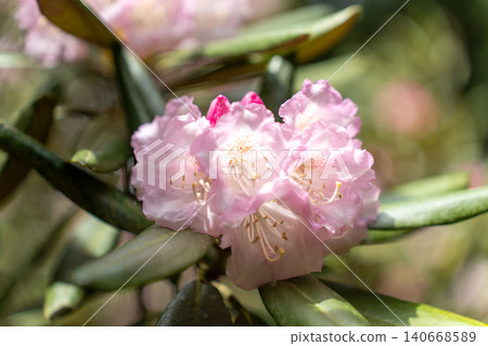 [Kanagawa Prefecture] Hakone Mountain Hotel: Rhododendrons collected by Baron Koyata Iwasaki 140668589