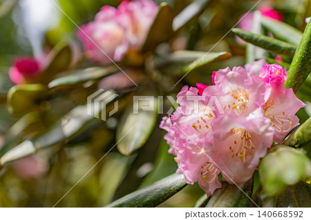 [Kanagawa Prefecture] Hakone Mountain Hotel: Rhododendrons collected by Baron Koyata Iwasaki 140668592