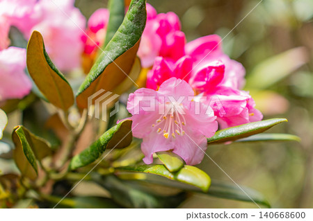 [Kanagawa Prefecture] Hakone Mountain Hotel: Rhododendrons collected by Baron Koyata Iwasaki 140668600