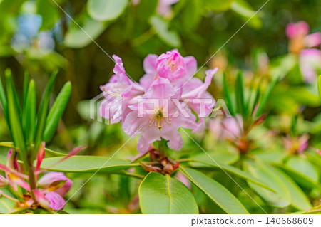 [Kanagawa Prefecture] Hakone Mountain Hotel: Rhododendrons collected by Baron Koyata Iwasaki 140668609