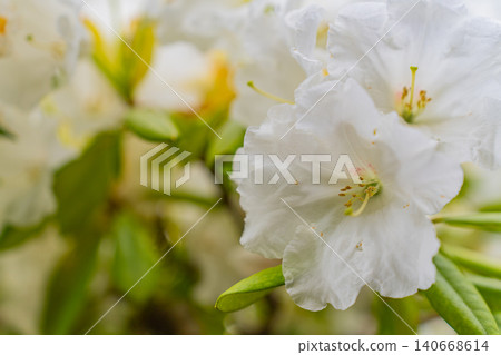 [Kanagawa Prefecture] Hakone Mountain Hotel: Rhododendrons collected by Baron Koyata Iwasaki 140668614
