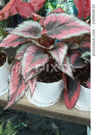 Begonia rex, the king begonia, fancy leaf begonia, painted leaf begonia leaf or flowering plant Begonia rex, the king begonia, fancy leaf begonia, painted leaf begonia leaf or flowering plant 140668630