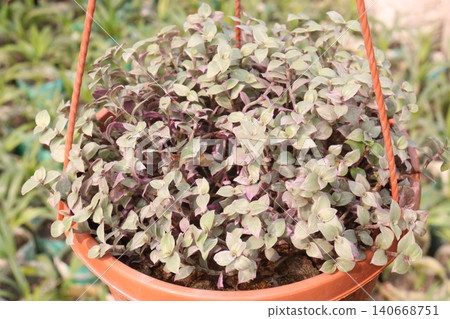 Callisia repens, creeping inchplant, succulent creeping plant, turtle vine on hanging pot Callisia repens, creeping inchplant, succulent creeping plant, turtle vine on hanging pot 140668751