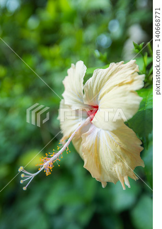 Pure white hibiscus flower glowing green bokeh. Soft tropical petals delicate curved stamen. Serene macro for skincare beauty wellness, dreamy botanical garden beauty 140668771