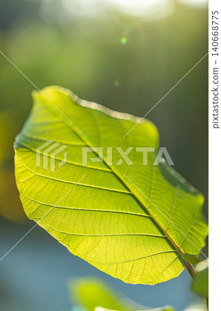 Sunlit green leaf glowing backlit veins. Fresh tropical foliage natural translucent detail. Macro nature texture for ecology wellbeing, organic botanical design backdrop Sunlit green leaf glowing backlit veins. Fresh tropical foliage natural translucent detail. Macro nature texture for ecology wellbeing, organic botanical design backdrop 140668775
