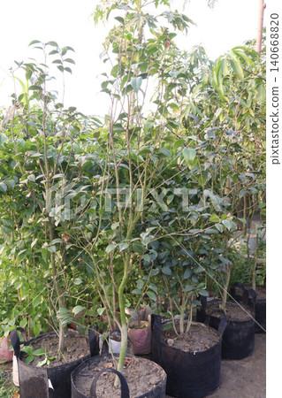 Camellia flower plant on farm for sell are cash crops Camellia flower plant on farm for sell are cash crops 140668820