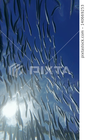 Underwater view of shoal sardine fish in sea Underwater view of shoal sardine fish in sea 140669253