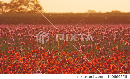 Red poppy field at sunset landscape with blooming flowers Red poppy field at sunset landscape with blooming flowers 140669256