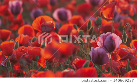 Field of blooming red poppies at sunset in sun beams Field of blooming red poppies at sunset in sun beams 140669257