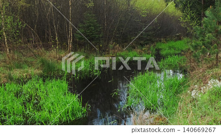 Bog and dark pine forest nature landscape Bog and dark pine forest nature landscape 140669267