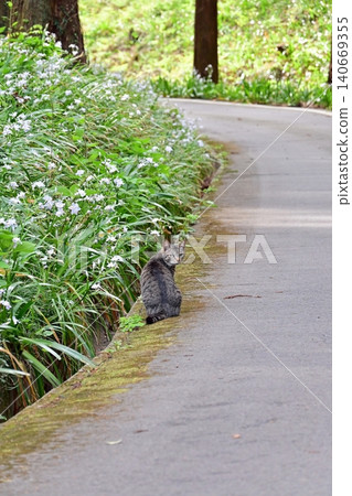 A stray cat turns back as if waiting on a spring path leading to a temple, surrounded by clusters of irises. A cat guiding visitors along a path at Takakura-ji Temple in Iwaki City, Fukushima Prefecture. 140669355