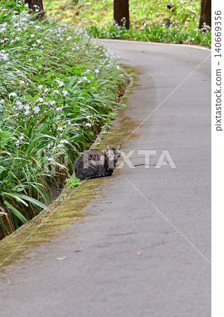A stray cat and iris flowers rest on a spring path leading to a temple, watching over travelers. A cat guiding visitors along a path at Takakura-ji Temple in Iwaki City, Fukushima Prefecture. 140669356