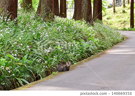 A stray cat stands amidst a cedar forest and a cluster of spring irises. Horizontal composition. Iwaki City, Fukushima Prefecture. A cat guiding visitors along the approach to Takakura Temple. 140669358