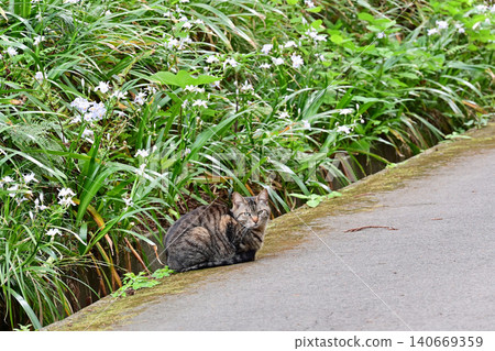 A stray cat stares intently at the camera on a springtime approach to a temple. Horizontal close-up. The guide cat of Takakura-ji Temple, Iwaki City, Fukushima Prefecture. 140669359