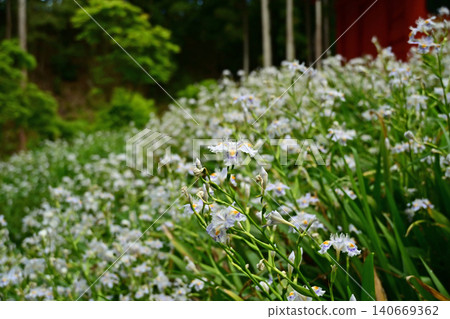Spring irises stand in the soft light of a cloudy day. A vertical composition with a blurred background of the cluster of flowers. Grounds of Takakura-ji Temple, Iwaki City, Fukushima Prefecture. Spring irises stand in the soft light of a cloudy day. A vertical composition with a blurred background of the cluster of flowers. Grounds of Takakura-ji Temple, Iwaki City, Fukushima Prefecture. 140669362