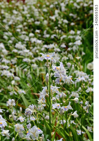 Spring irises blooming in the soft light of a cloudy day. Vertical composition, close-up. With a cluster of fully bloomed irises in the background. Takakura-ji Temple, Iwaki City, Fukushima Prefecture. Spring irises blooming in the soft light of a cloudy day. Vertical composition, close-up. With a cluster of fully bloomed irises in the background. Takakura-ji Temple, Iwaki City, Fukushima Prefecture. 140669363